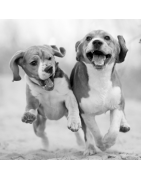 Chiens